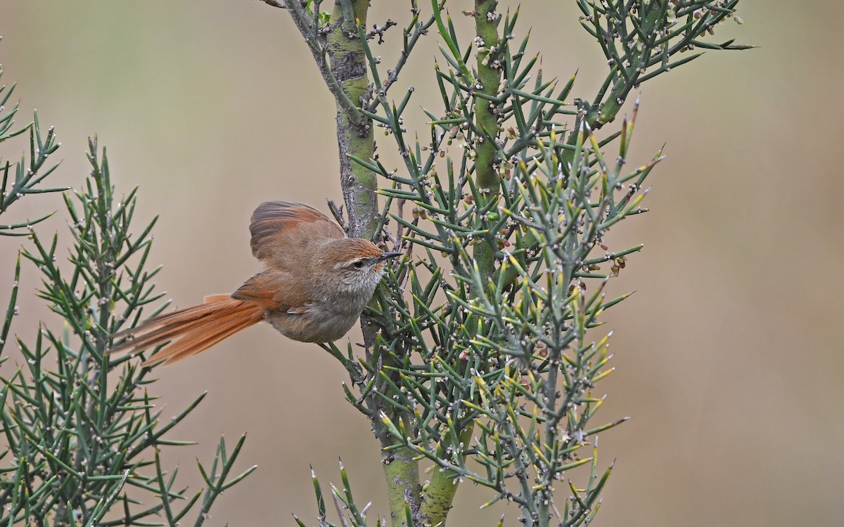 Rusty-fronted Canastero - Christoph Moning