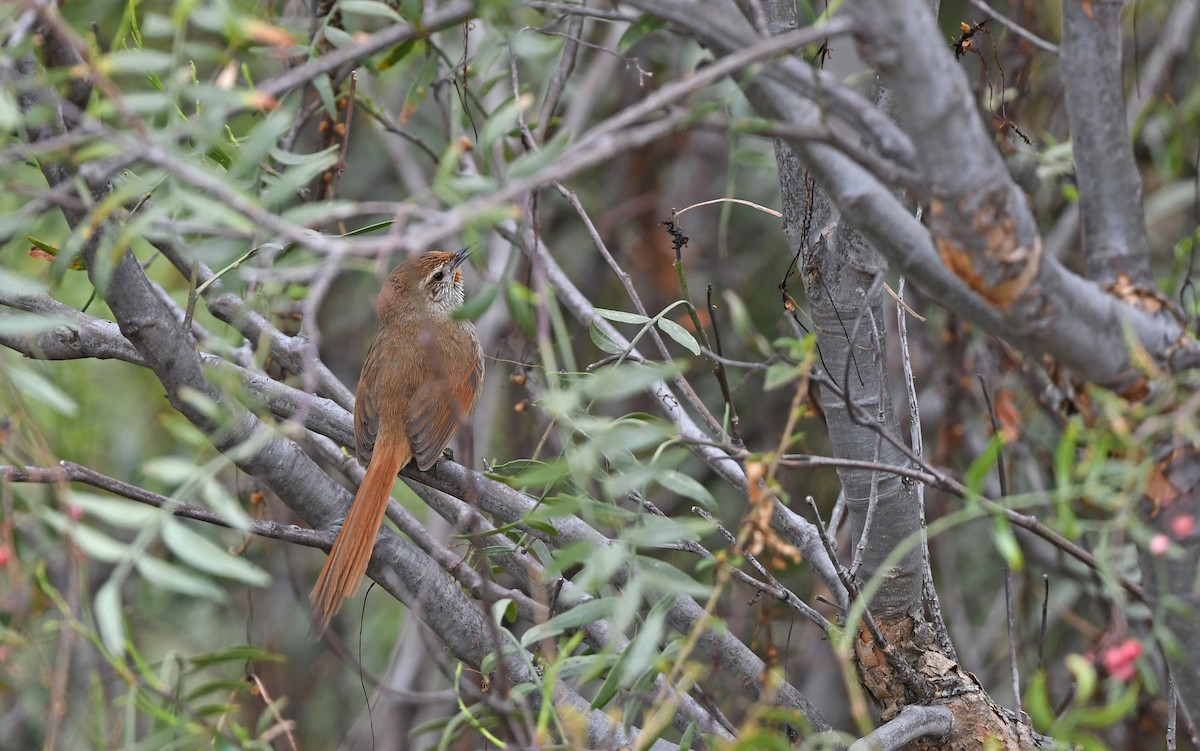 Rusty-fronted Canastero - ML609602048
