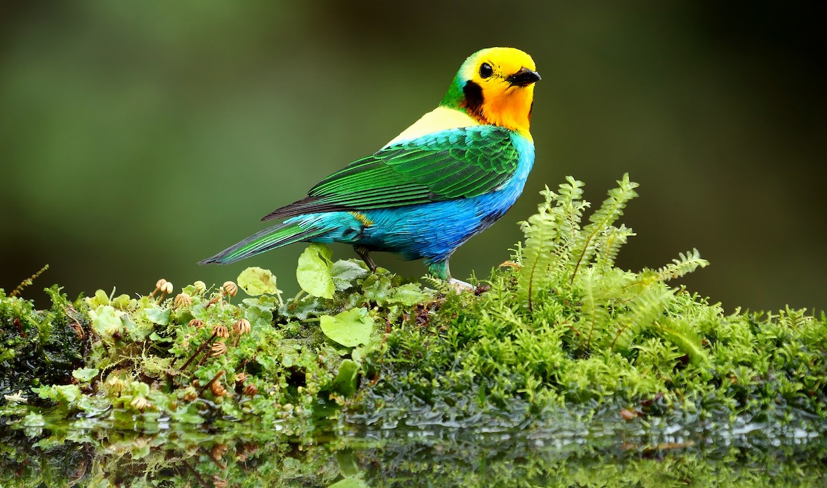Multicolored Tanager - ML609602449