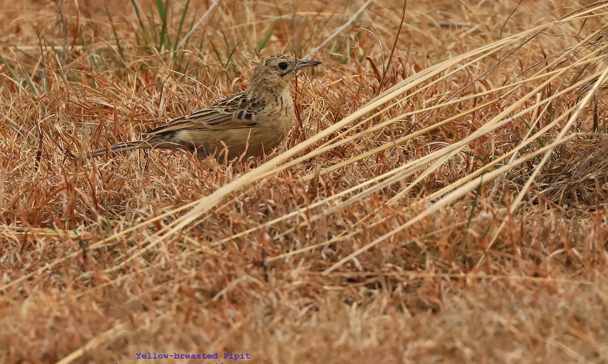 Yellow-breasted Pipit - ML609602454