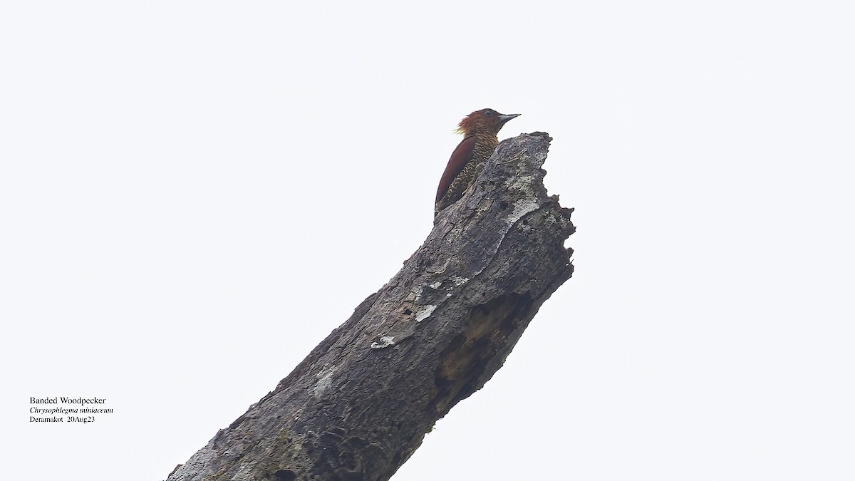 Banded Woodpecker - ML609602566