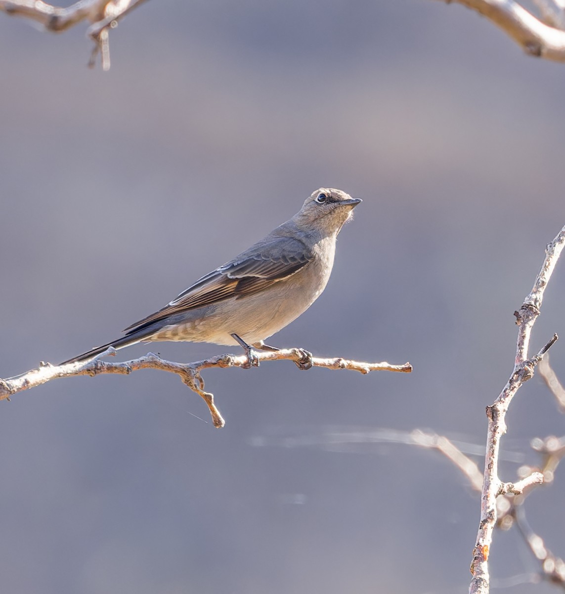 Townsend's Solitaire - ML609602578