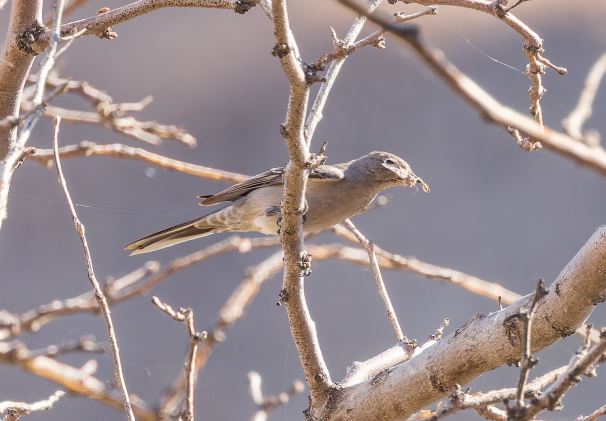 Townsend's Solitaire - ML609602579