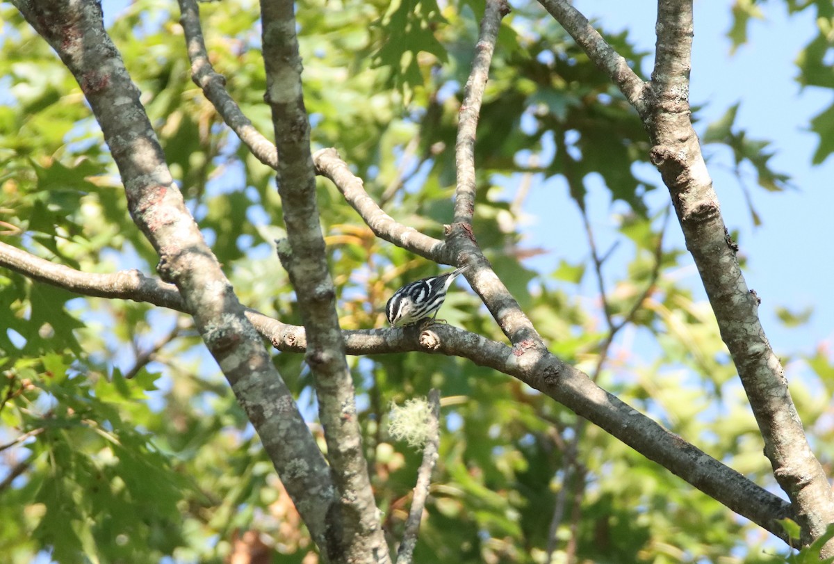 Black-and-white Warbler - ML609603400