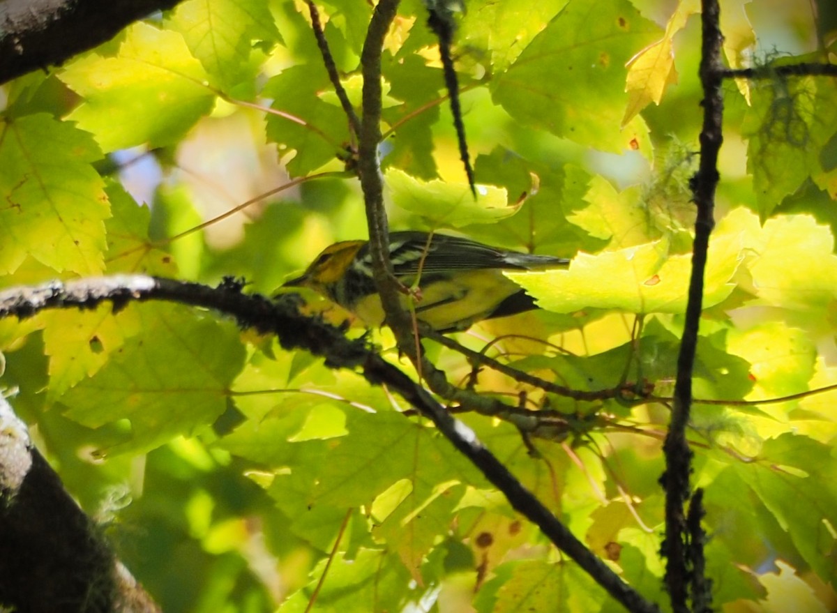 Black-throated Green Warbler - ML609604071