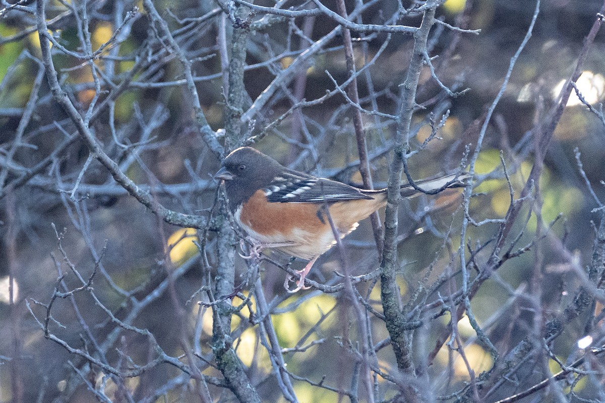 Spotted Towhee - ML609604084