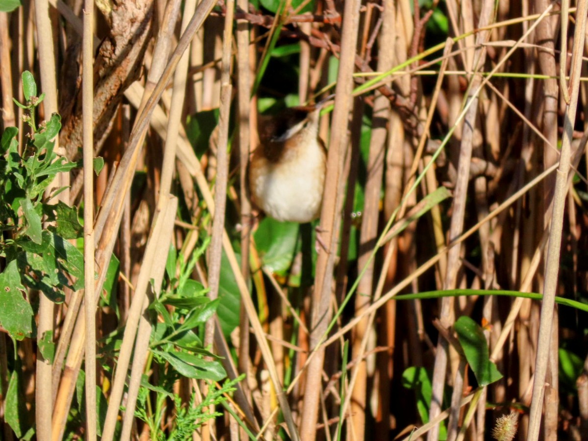 eBird Checklist 5 Oct 2023 Timber Point Golf CourseEast Marina