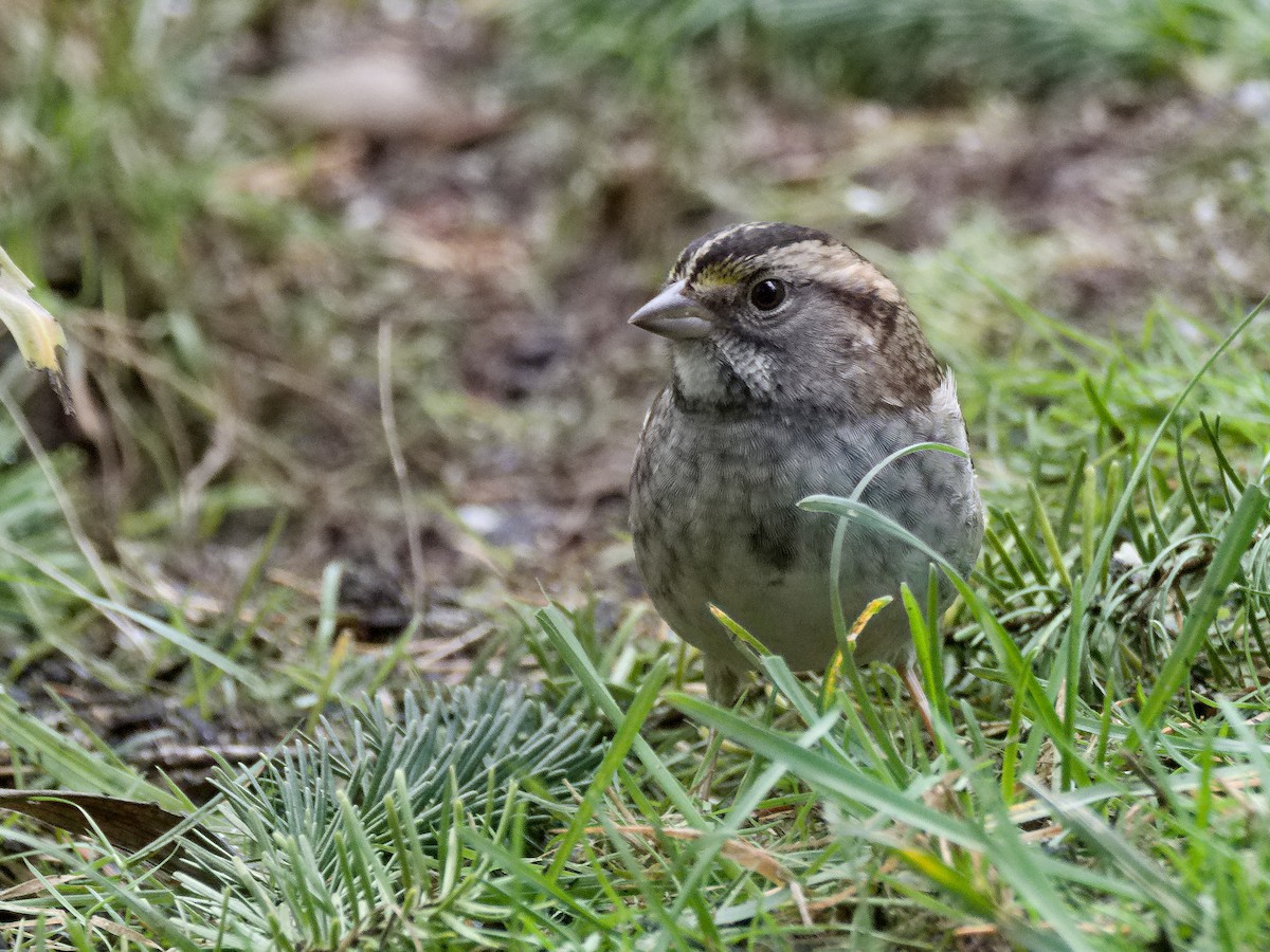White-crowned Sparrow - ML609604587
