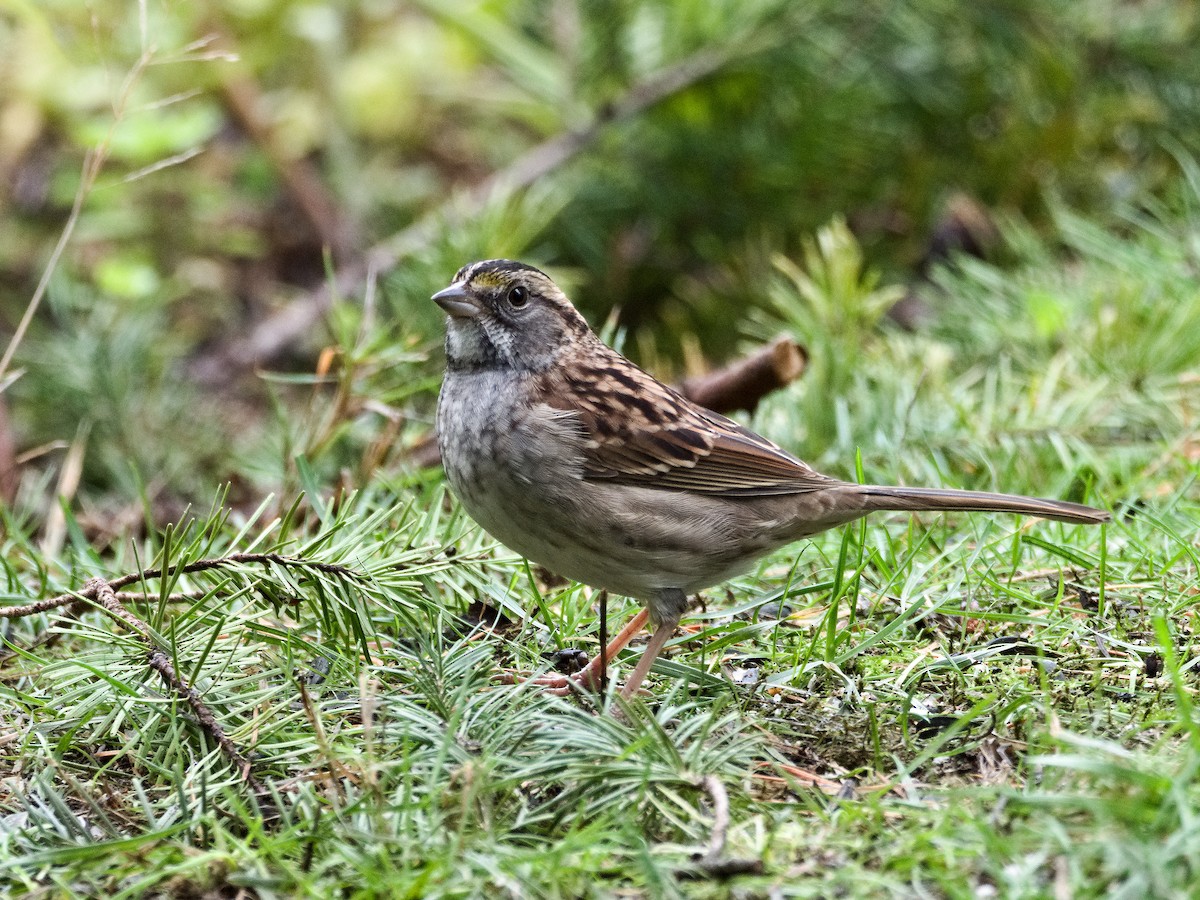 White-crowned Sparrow - Martin Dollenkamp