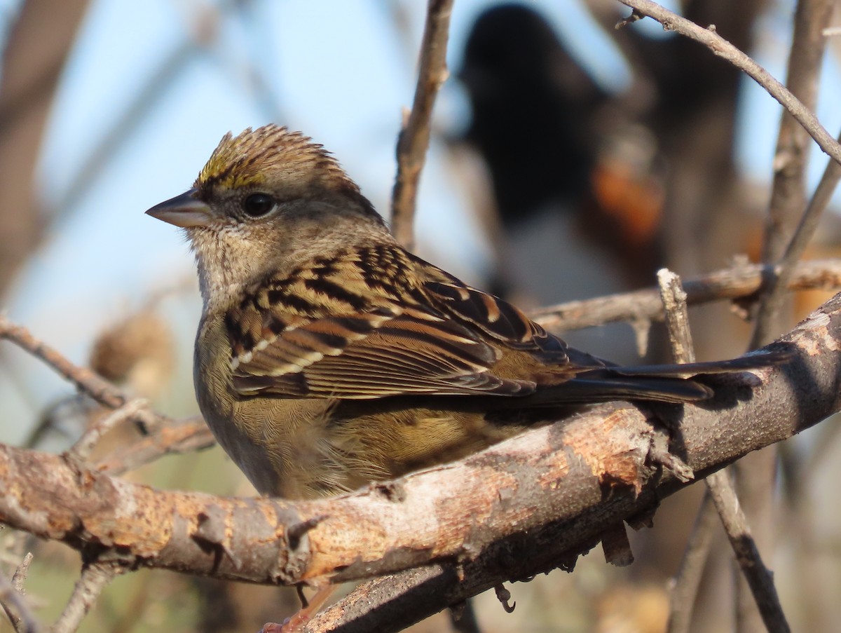 Golden-crowned Sparrow - ML609604833