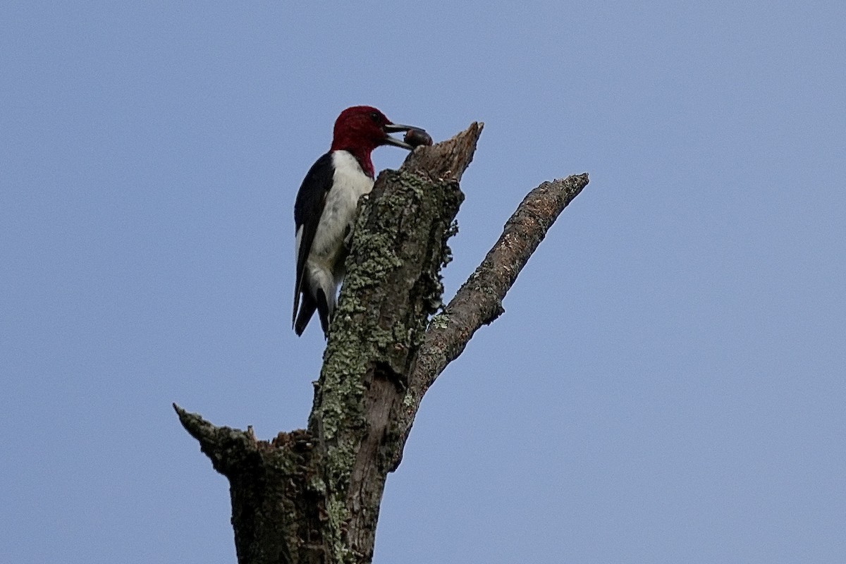 Red-headed Woodpecker - ML609604853