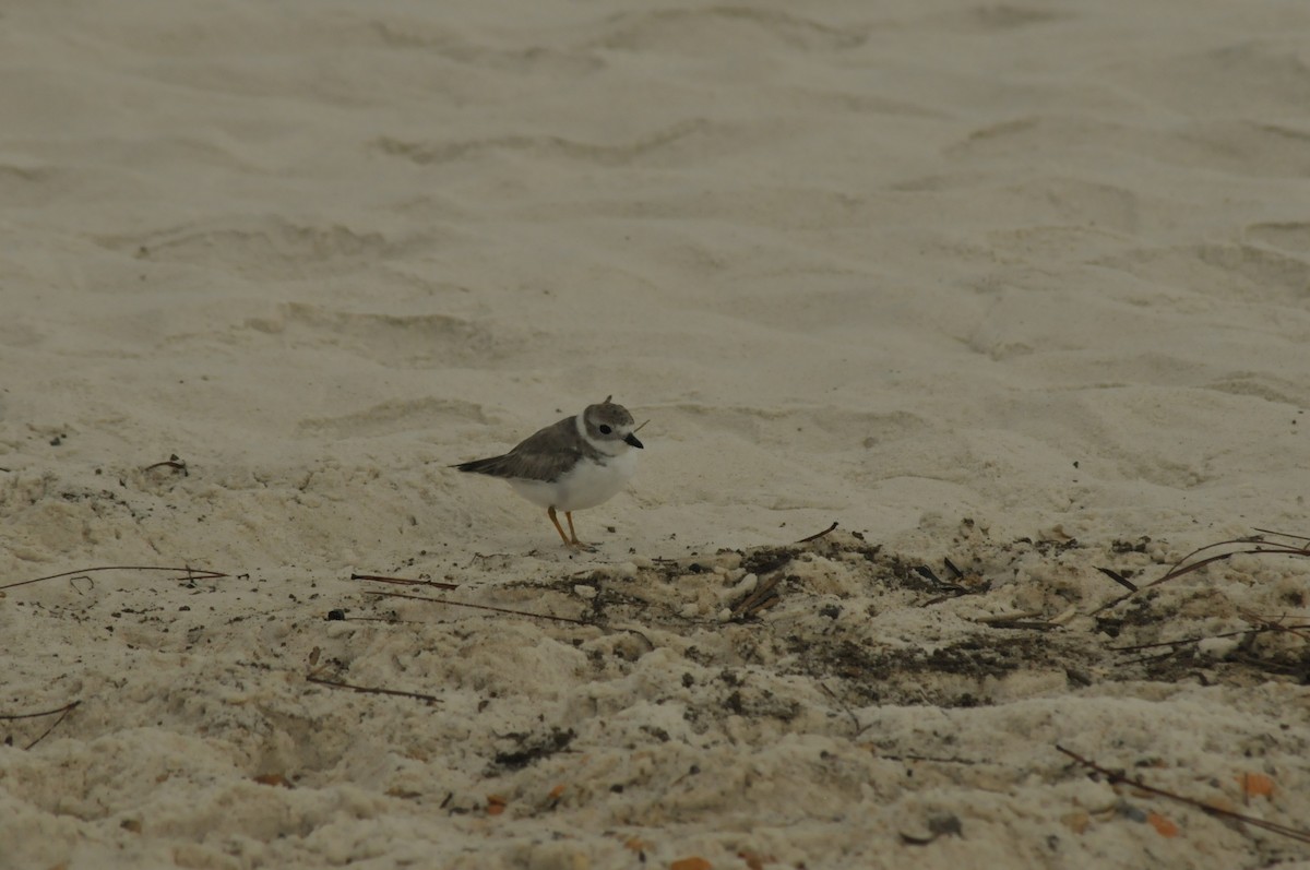 Piping Plover - ML609604998