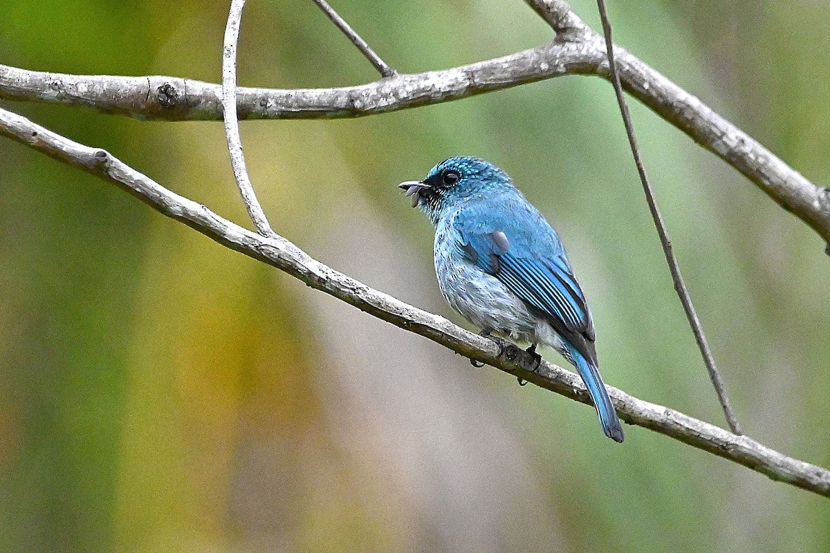 Turquoise Flycatcher - Alvaro Rodríguez Pomares