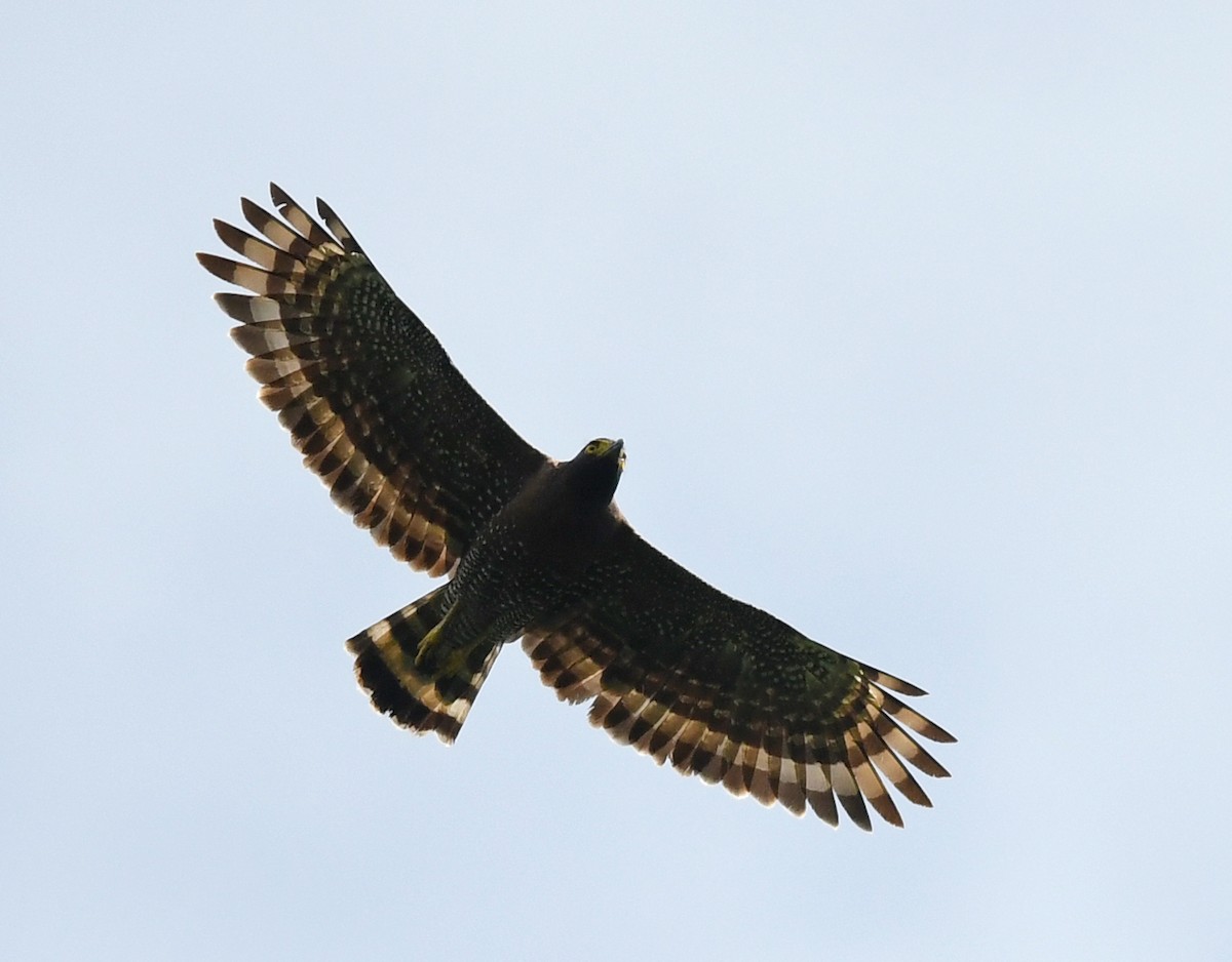 Sulawesi Serpent-Eagle - Joshua Vandermeulen