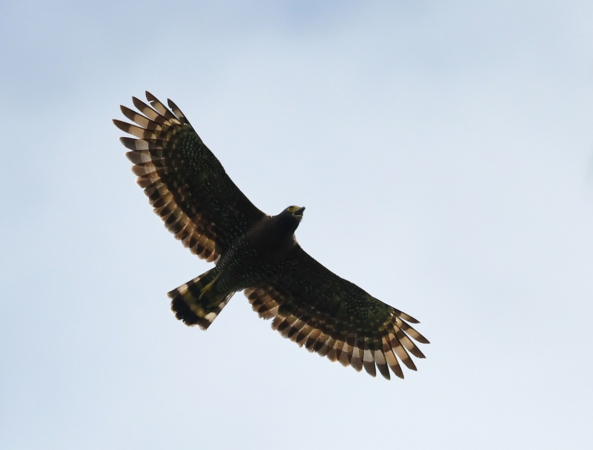 Sulawesi Serpent-Eagle - ML609605398
