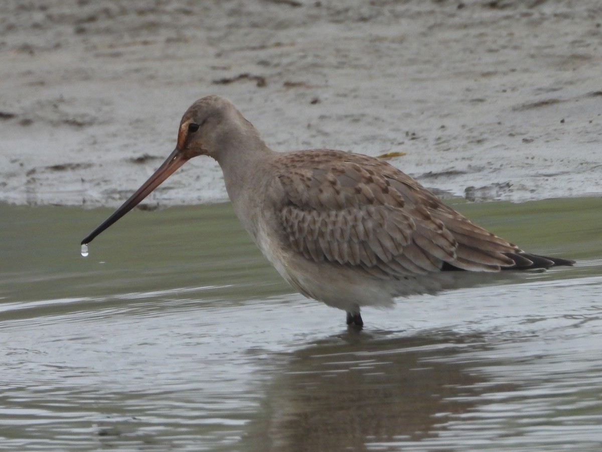 eBird Québec Checklist 4 Oct 2023 RN de PointeYamachiche 31 species