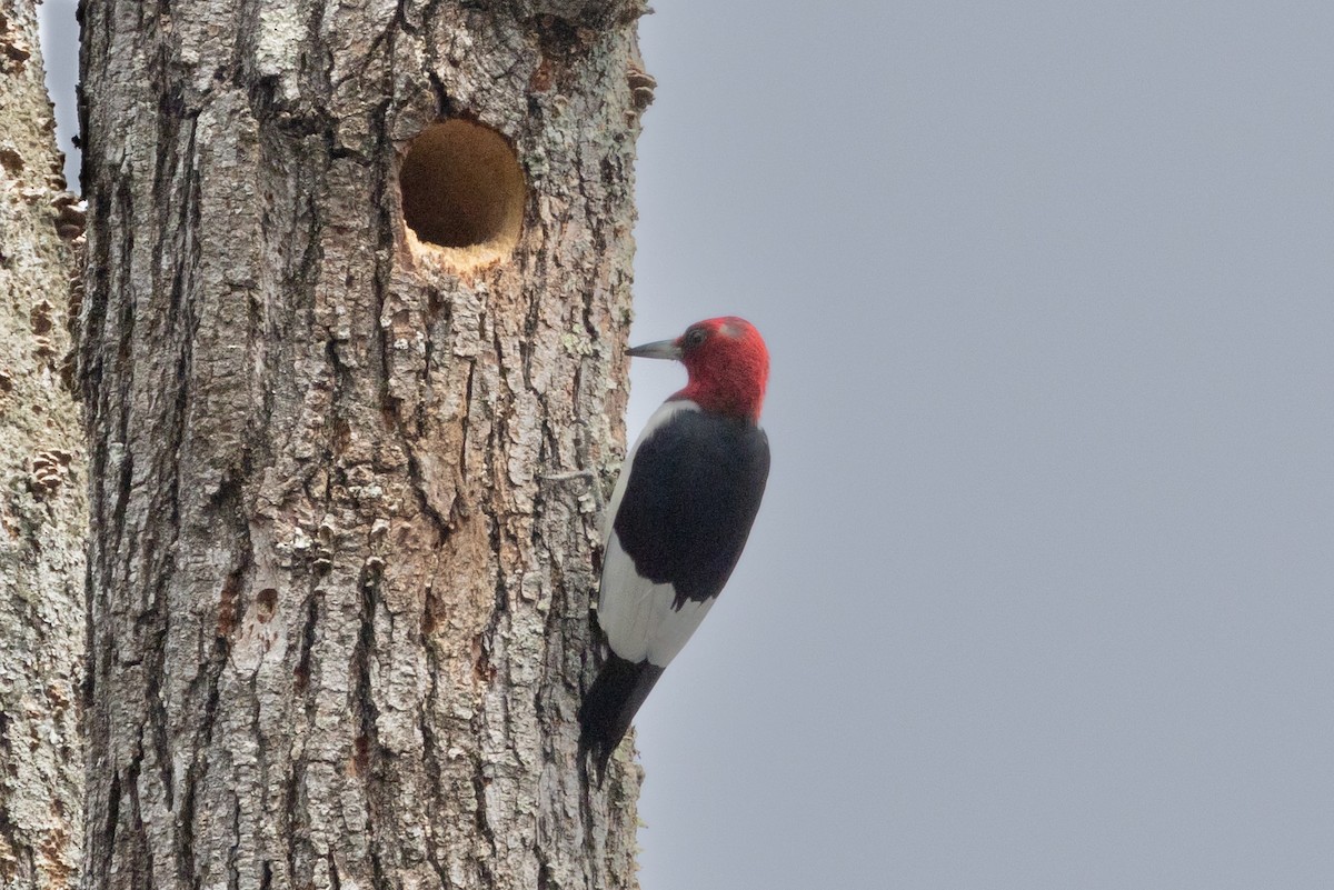 Red-headed Woodpecker - Robert Raffel