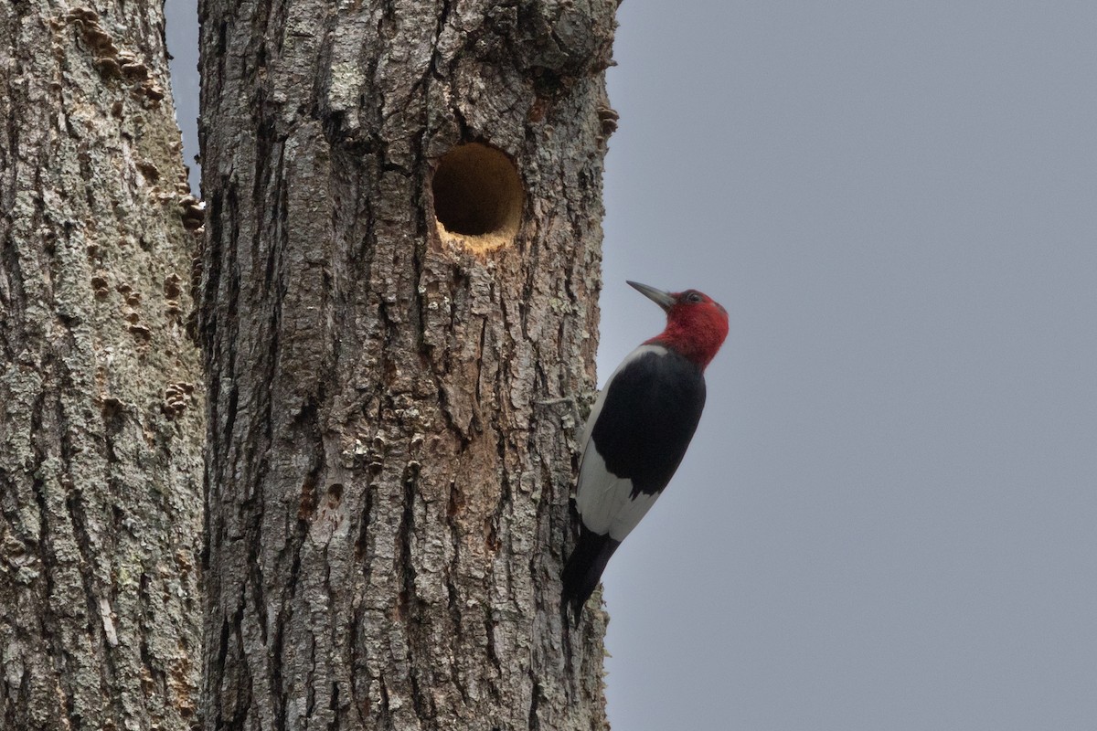 Red-headed Woodpecker - ML609605928