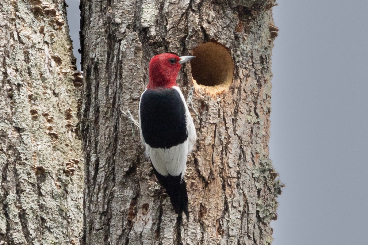 Red-headed Woodpecker - ML609605929