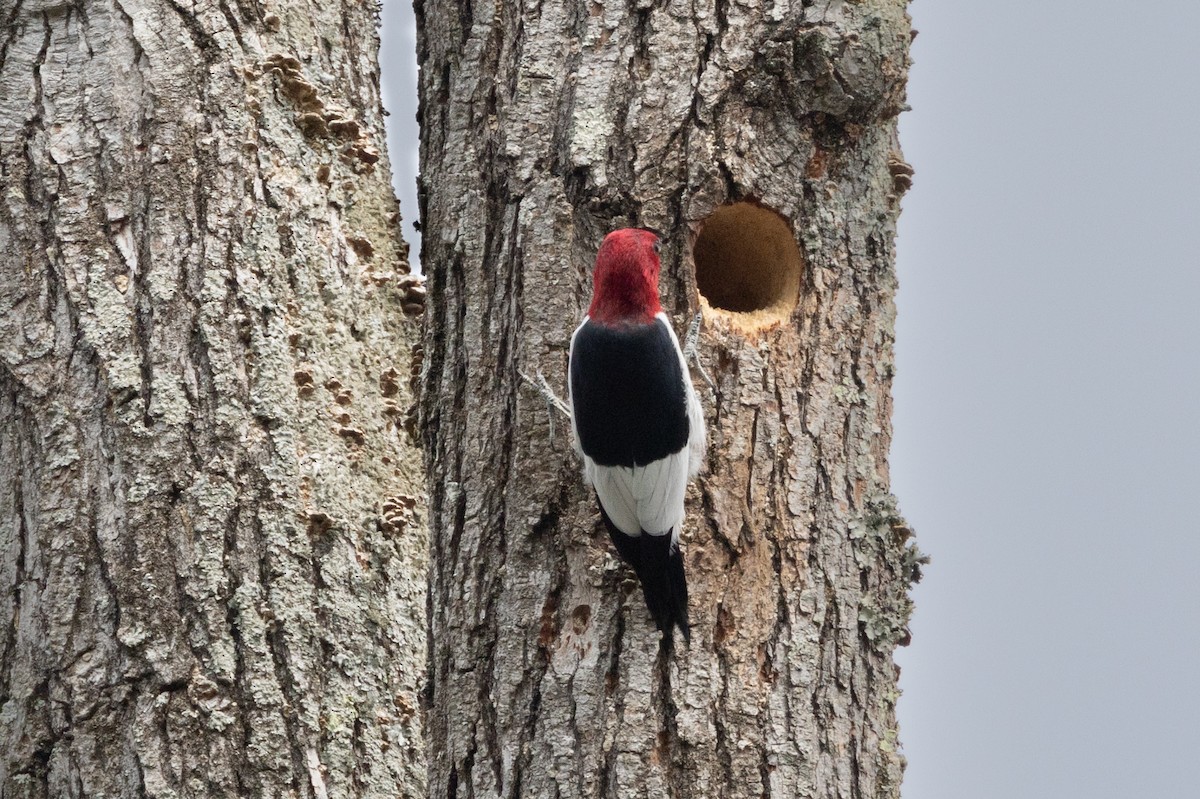 Red-headed Woodpecker - ML609605930