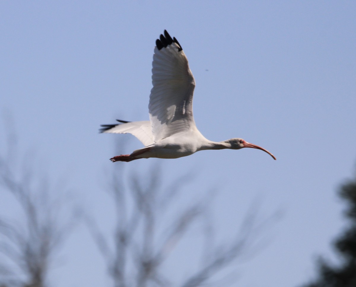 White Ibis - Candace Evans