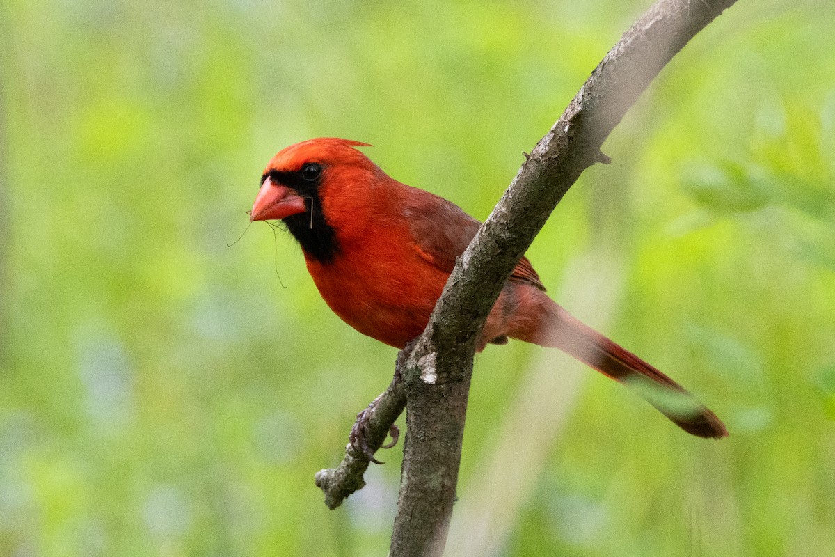 Cardinal rouge - ML609606122