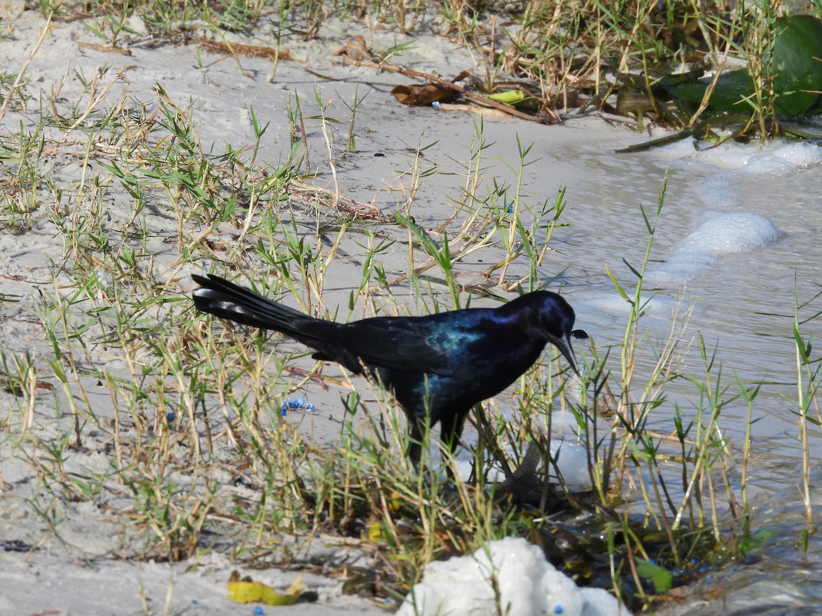 Boat-tailed Grackle - ML609606782