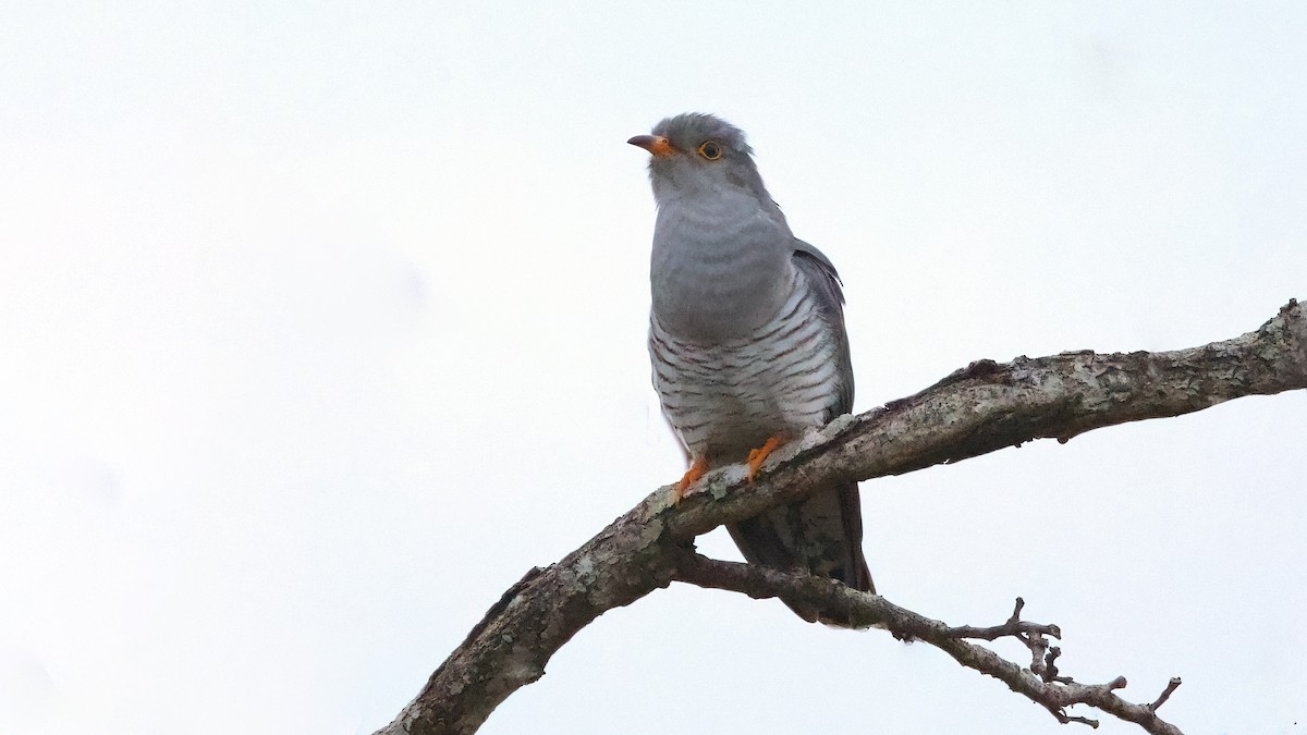 African Cuckoo - ML609606917