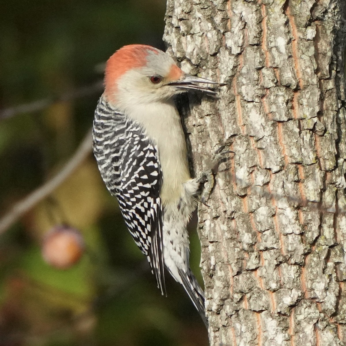 Red-bellied Woodpecker - ML609607055
