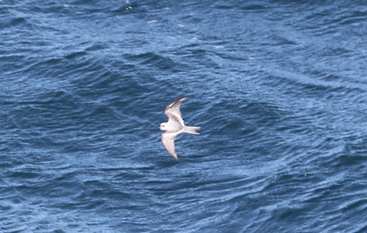 Fork-tailed Storm-Petrel - ML609607996