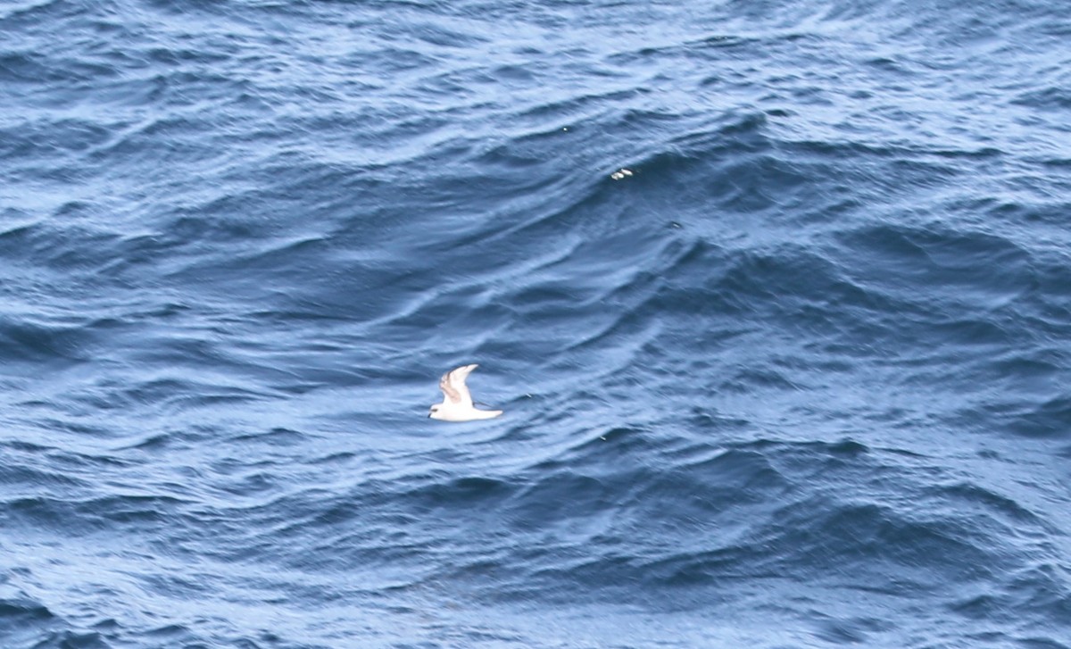 Fork-tailed Storm-Petrel - ML609607997