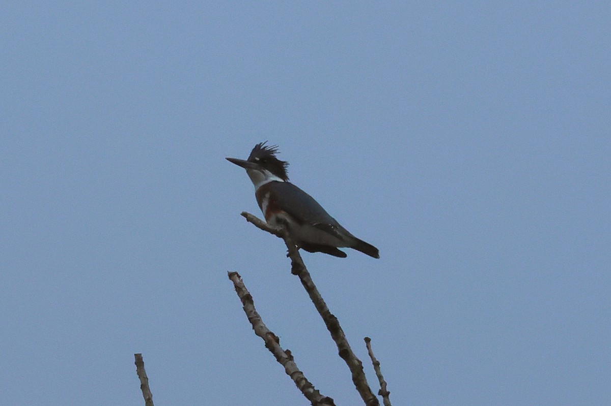 Belted Kingfisher - ML609608195
