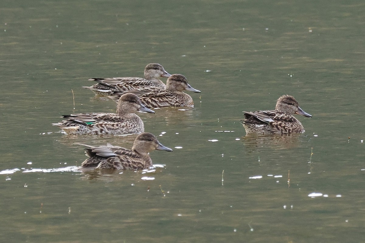 Green-winged Teal - ML609608204
