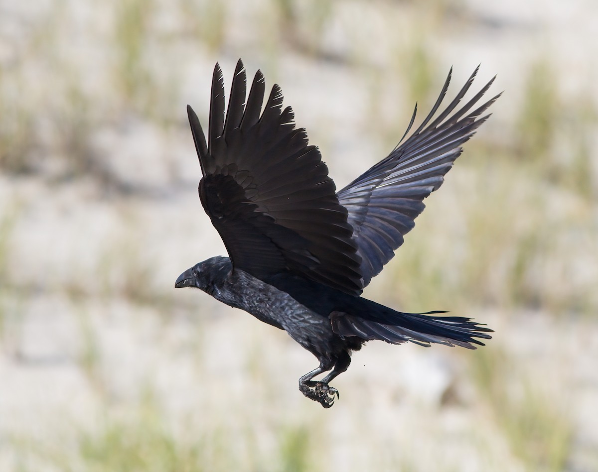 Common Raven - John Gluth