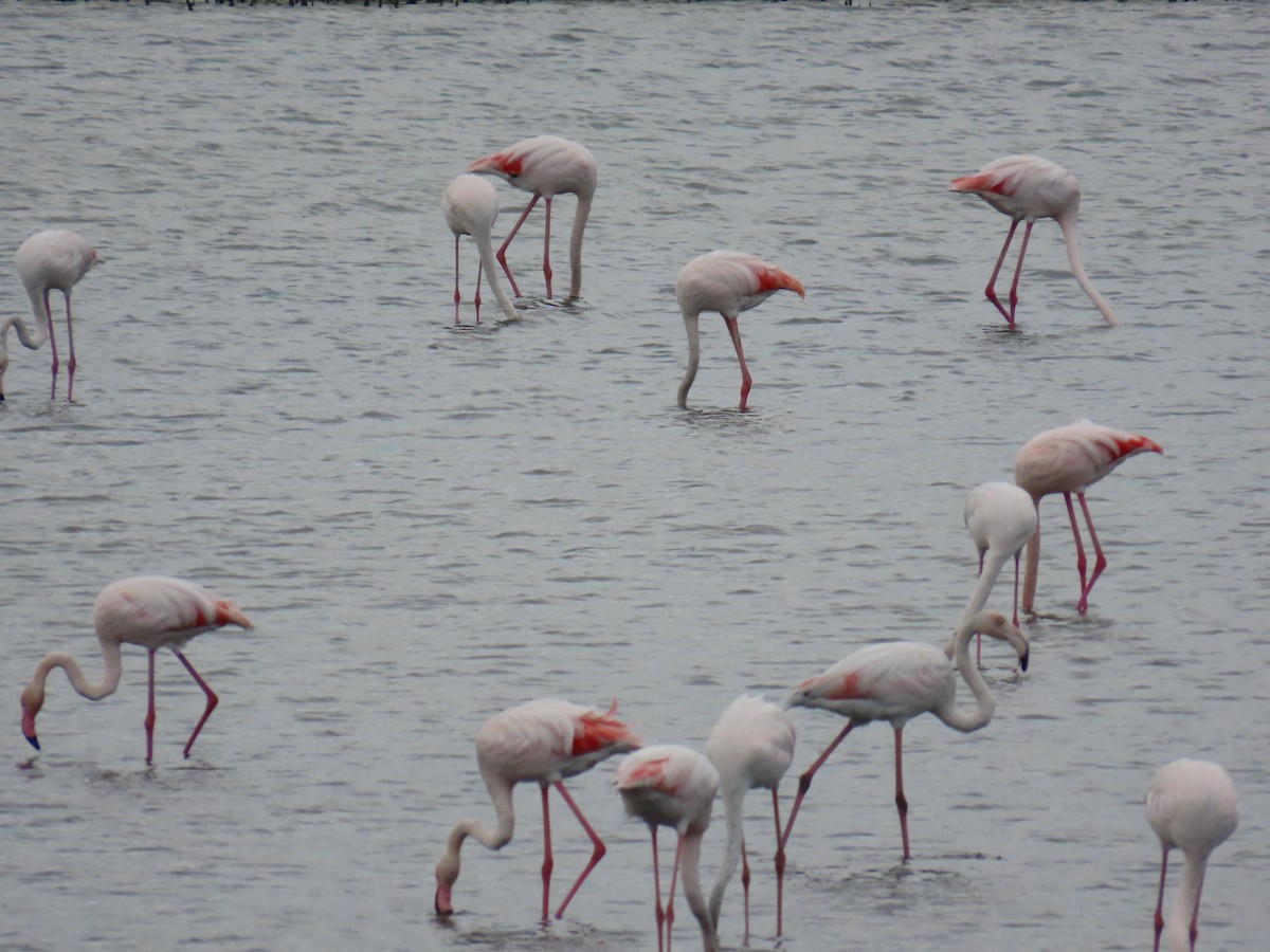 Greater Flamingo - ML609608463