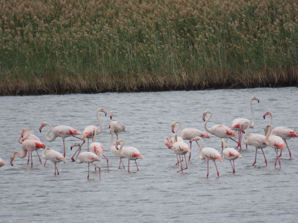 Greater Flamingo - ML609608491