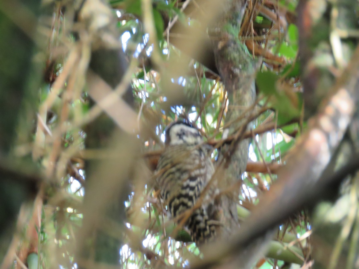 Striped Woodpecker - ML609608641