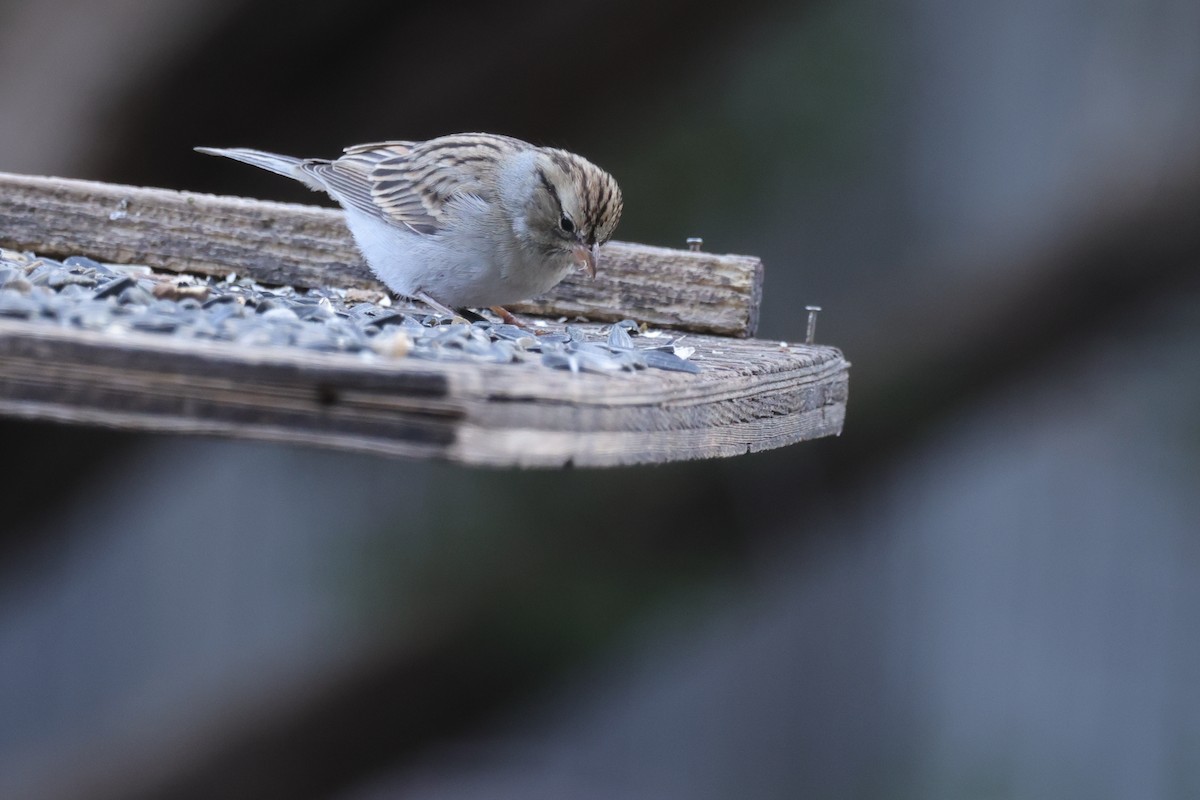 Chipping Sparrow - ML609608810