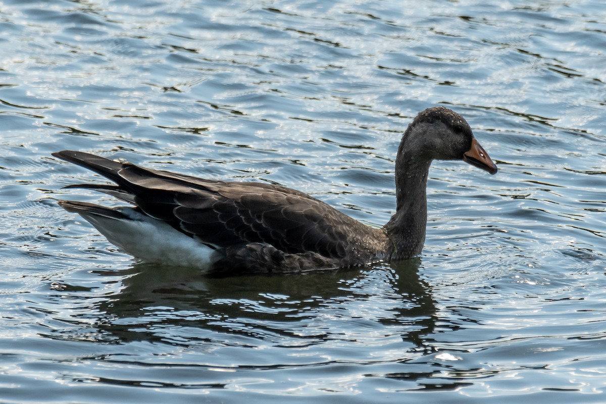 Greater White-fronted Goose - ML609609249