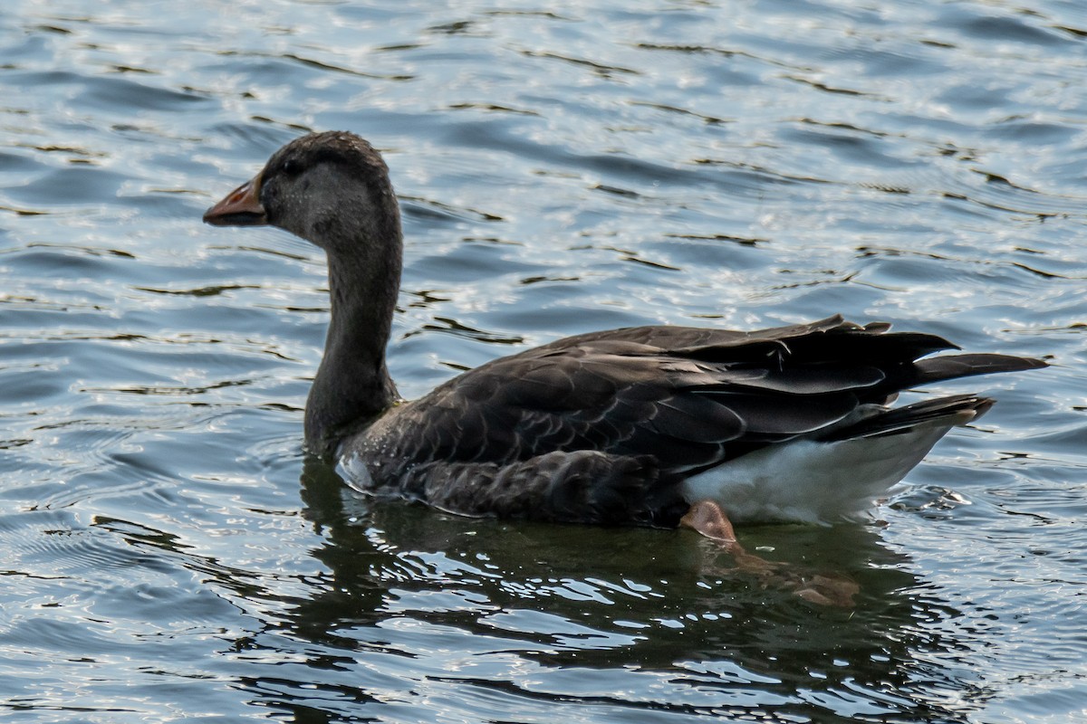 Greater White-fronted Goose - ML609609252