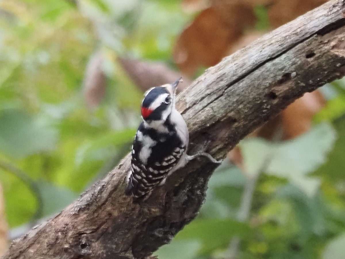 Downy Woodpecker - ML609609356