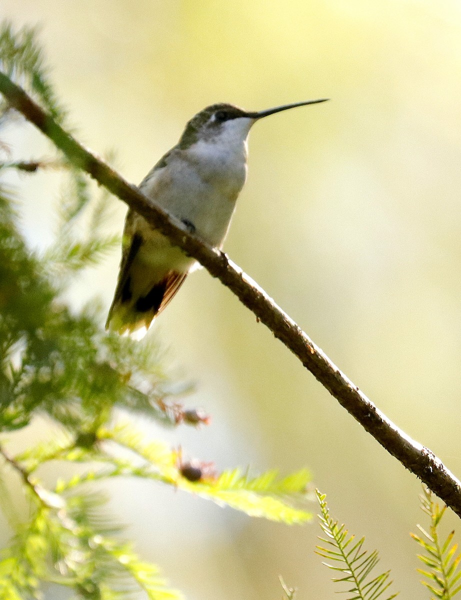 EBird Checklist 5 Oct 2023 Loxahatchee NWR 34 Species