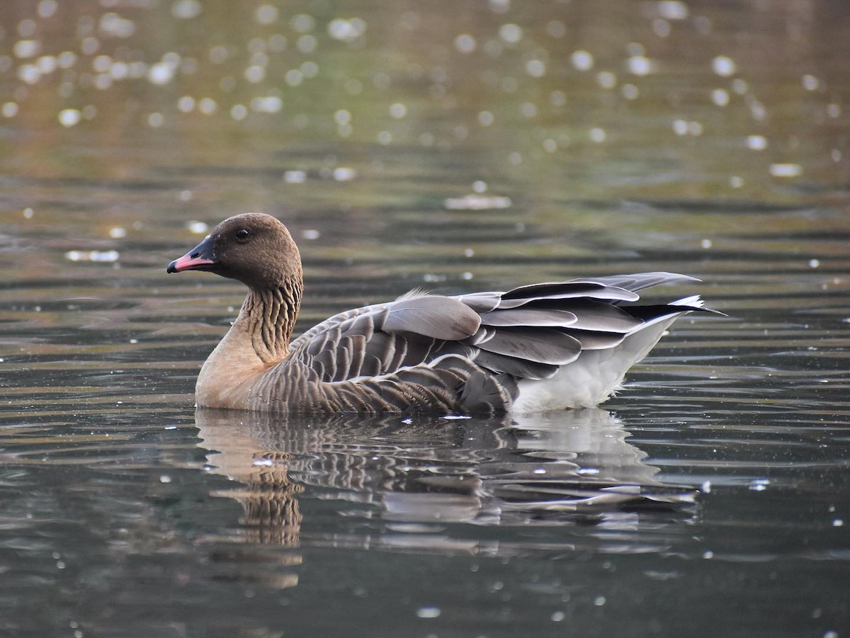 Pink-footed Goose - ML609610178