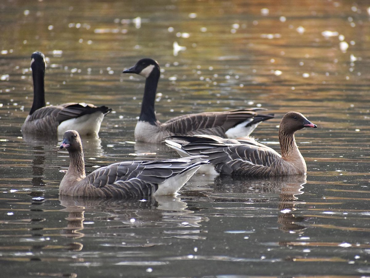 Pink-footed Goose - ML609610180