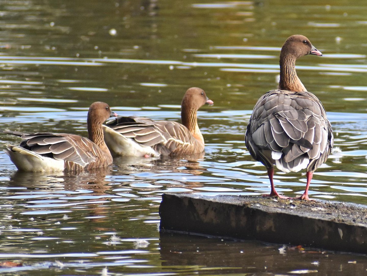 Pink-footed Goose - ML609610181