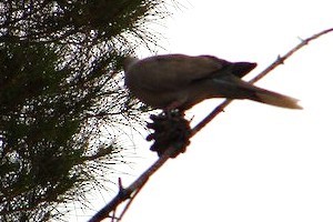 Eurasian Collared-Dove - ML609610301