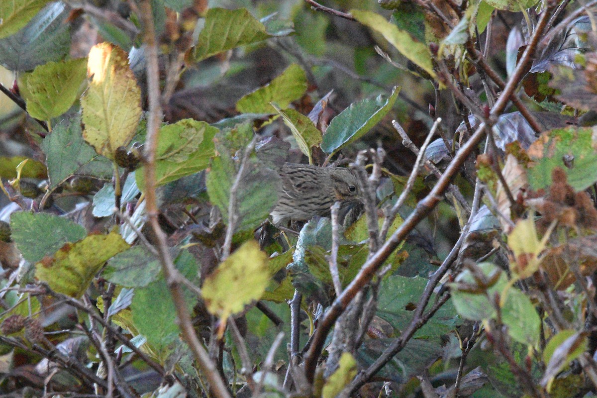 EBird Checklist 2 Oct 2023 Long Point Road Between Sweeny Pt Rd And Turner Brook 45 147