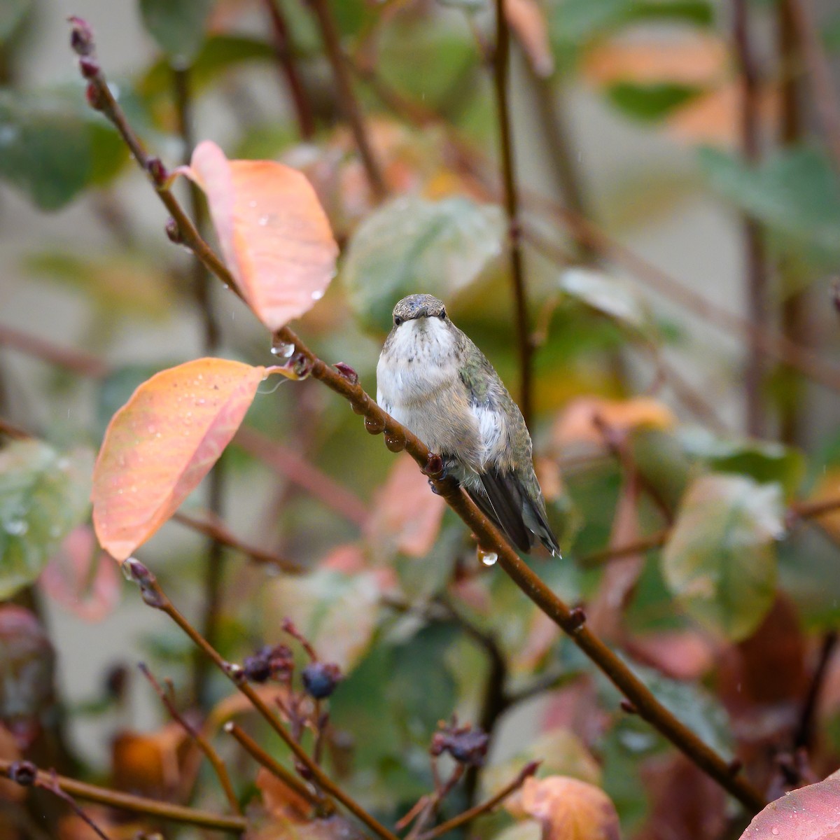 Black-chinned Hummingbird - ML609610468