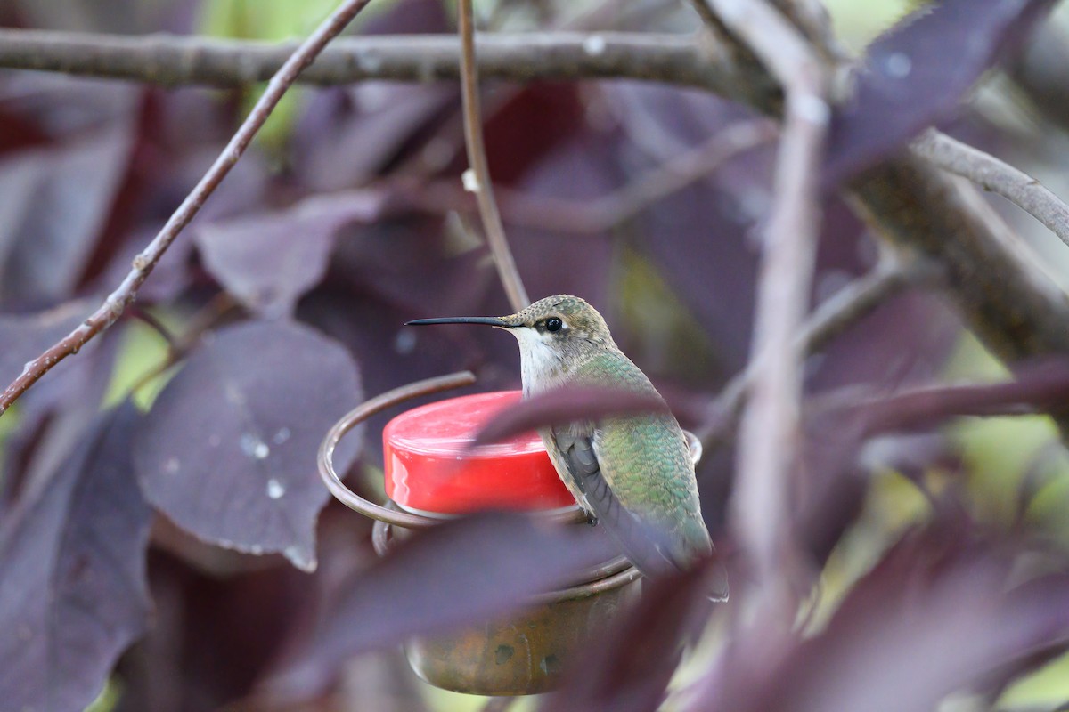 Black-chinned Hummingbird - ML609610552