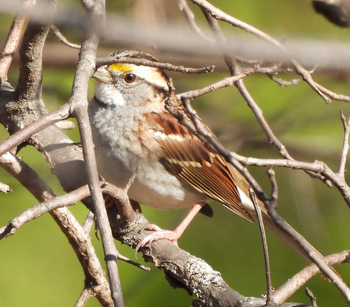White-throated Sparrow - ML609610647